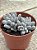 Pachyphytum baby finger - Imagem 2