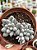 Pachyphytum baby finger - Imagem 1