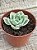 Echeveria lemon rose variegata - Imagem 3