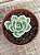 Echeveria lemon rose variegata - Imagem 2