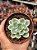 Echeveria lemon rose variegata - Imagem 1