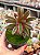 Peperomia graveolens - Imagem 1