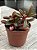 Peperomia graveolens - Imagem 2