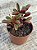 Peperomia graveolens - Imagem 3
