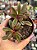 Peperomia graveolens - Imagem 1