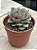 Echeveria moranii - Imagem 2