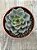 Echeveria moranii - Imagem 3