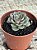 Echeveria moranii - Imagem 3