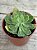 Senecio obovatus - Imagem 2