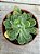 Senecio obovatus - Imagem 1