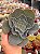 Echeveria camisole - Imagem 1