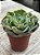 Echeveria camisole - Imagem 2