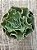 Echeveria camisole - Imagem 3
