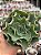 Echeveria camisole - Imagem 1