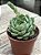 Echeveria ben badis - Imagem 2