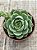 Echeveria ben badis - Imagem 3