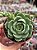 Echeveria ben badis - Imagem 1