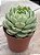 Echeveria ben badis - Imagem 2
