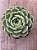 Echeveria ben badis - Imagem 3