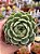 Echeveria ben badis - Imagem 1