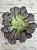 Aeonium copper kettle - Imagem 2