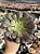 Aeonium copper kettle - Imagem 1