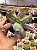 Echeveria culibra - Imagem 1