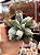 Echeveria culibra - Imagem 1