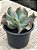 Echeveria culibra - Imagem 2