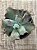 Echeveria culibra - Imagem 3