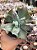 Echeveria culibra - Imagem 1