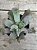 Echeveria culibra - Imagem 1