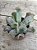 Echeveria culibra - Imagem 2