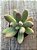 Pachyphytum fittkaui - Imagem 3