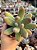 Pachyphytum fittkaui - Imagem 1