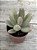 Pachyphytum fittkaui - Imagem 2