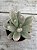 Pachyphytum fittkaui - Imagem 1