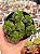 Crassula stagnol - Imagem 1