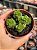 Crassula stagnol - Imagem 1
