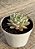 Echeveria cuspidata var. Zaragozae - Imagem 3