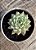 Echeveria cuspidata var. Zaragozae - Imagem 2