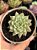 Echeveria cuspidata var. Zaragozae - Imagem 1