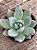 Echeveria colorata mexican giant - Imagem 3