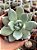 Echeveria colorata mexican giant - Imagem 1