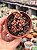 Graptosedum adria bubaloo - Imagem 1