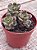 Graptosedum adria bubaloo (colônia) - Imagem 2