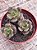 Graptosedum adria bubaloo (colônia) - Imagem 3