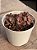Graptosedum adria bubaloo (colônia) - Imagem 2