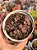 Graptosedum adria bubaloo (colônia) - Imagem 1