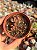 Graptosedum adria bubaloo - Imagem 1